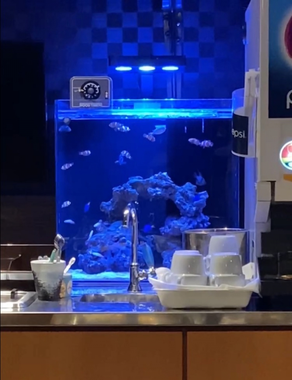 焼肉店ドリンクバースペース　海水魚水槽